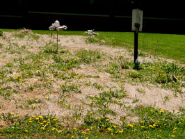 No_Buncombe-Middle-School_Weaverville-North-Carolina_USA_PeacePole_01